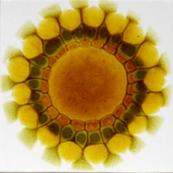 Tile by Alan Wallwork