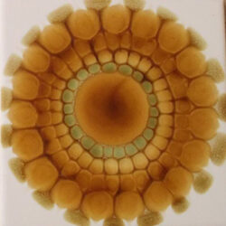 Tile by Alan Wallwork