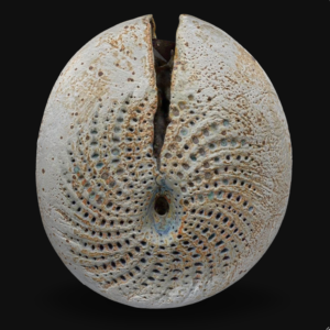 Spiral Navel Oval