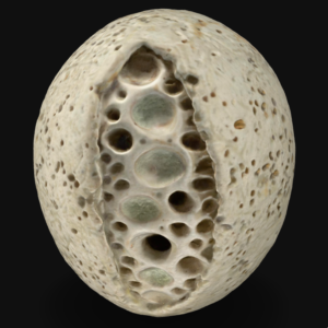 Encrusted Pebble