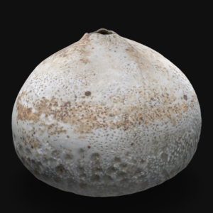 Seedpod