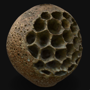 Wasp Nest
