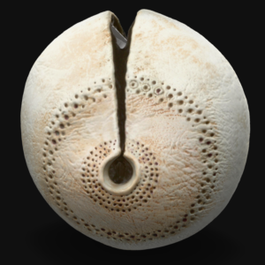 Aureole Form