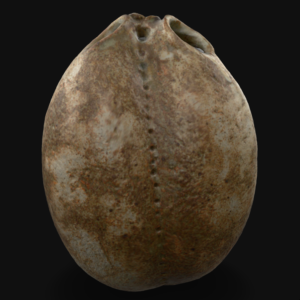 Seedcase