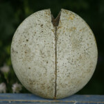 Grooved Oval
