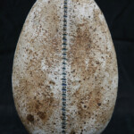 Female Oval