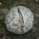 Split Boulder