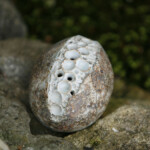 Encrusted Pebble