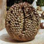 Eroded Form