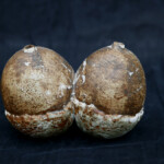 Acorn Forms