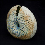 Split Spiral 'Navel' Oval